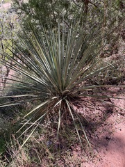 Yucca angustissima