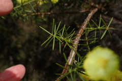 Acacia verticillata verticillata