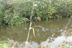 Sorghum