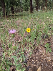 Cirsium wheeleri