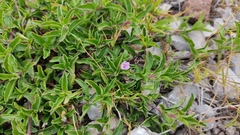 Dyschoriste decumbens