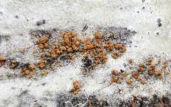 Athallia pyracea