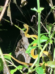 Bothriechis schlegelii