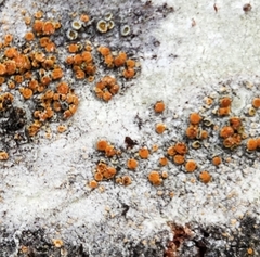 Athallia pyracea