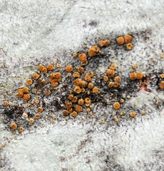 Athallia pyracea