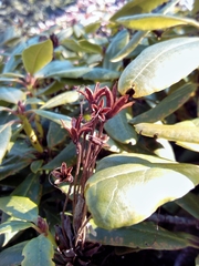 Rhododendron aureum