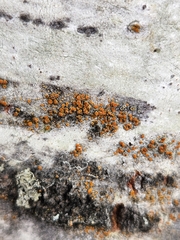 Athallia pyracea