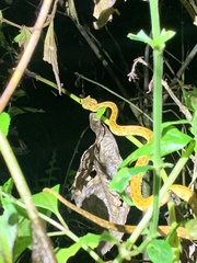 Bothriechis schlegelii