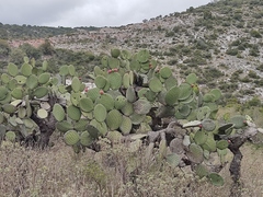 Opuntia streptacantha