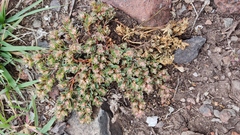 Euphorbia indivisa