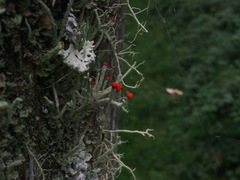Cladonia macilenta
