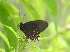 Parides photinus