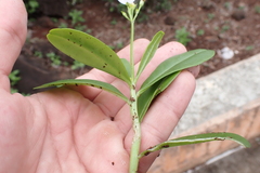 Talinum fruticosum