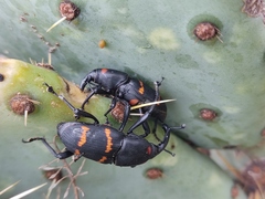 Cactophagus spinolae