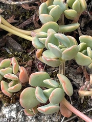Sedum obtusatum