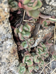 Sedum obtusatum