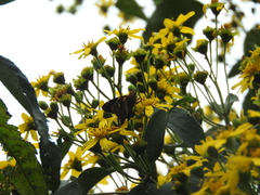 Aguna asander asander