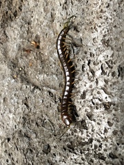 Scolopendra viridis