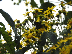 Aguna asander asander