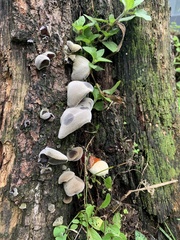 Auricularia nigricans