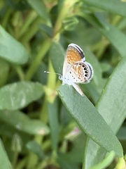 Brephidium exilis