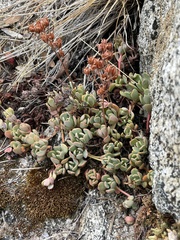 Sedum obtusatum
