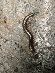 Scolopendra viridis