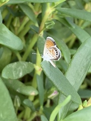 Brephidium exilis