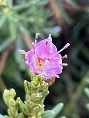 Phyllodoce breweri