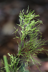 Baloskion tetraphyllum