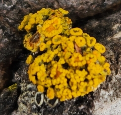 Polycauliona candelaria