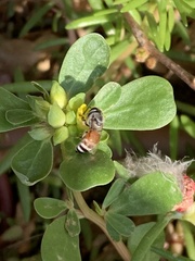 Apis florea