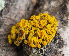 Polycauliona candelaria