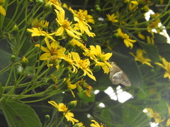 Aguna asander asander