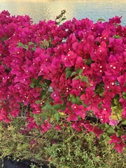 Bougainvillea