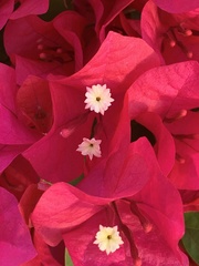 Bougainvillea