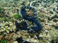 Emydocephalus annulatus