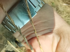 Heteropogon contortus