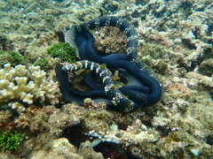 Emydocephalus annulatus