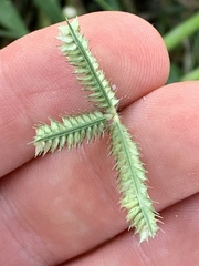 Dactyloctenium aegyptium