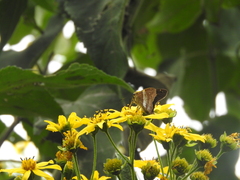 Aguna asander asander