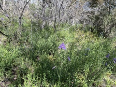 Arthropodium strictum