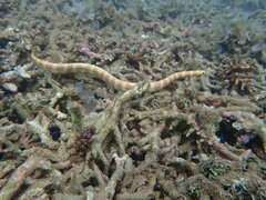 Emydocephalus annulatus