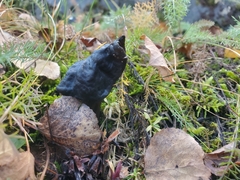 Helvella