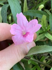 Ruellia simplex