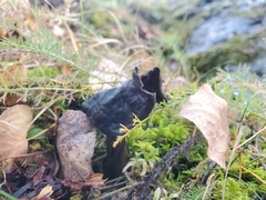 Helvella