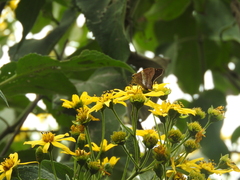 Aguna asander asander