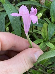 Ruellia simplex