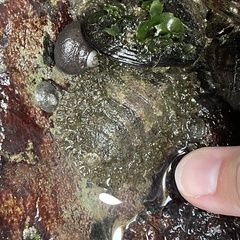 Polyplacophora
