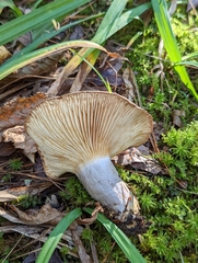 Lactarius pyrogalus